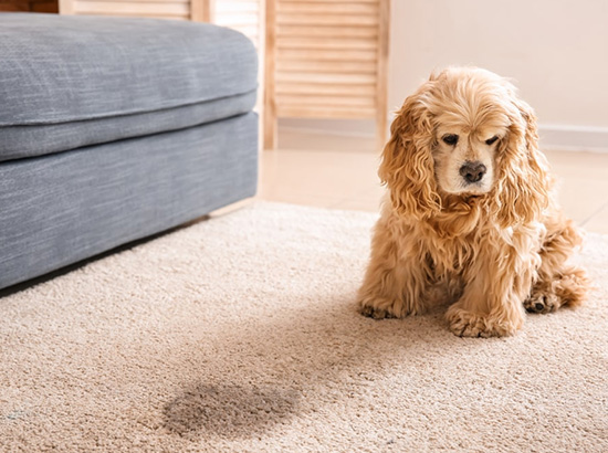 Benefits Of Carpet Pet Odour Removal